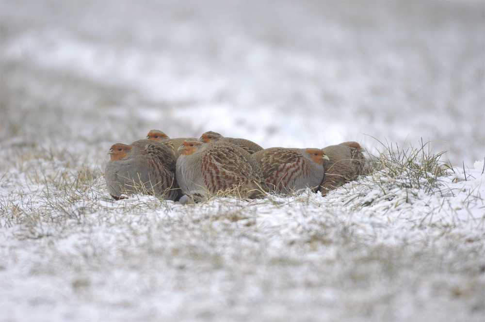 A partridge covey easily visible in snow (© Markus Jenny)