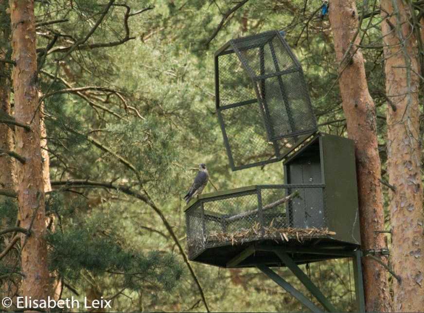Falconers restored tree-nesting Peregrine Falcons