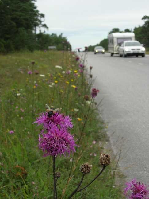 As bermas de estradas podem ser ricas em flores silvestres e insectos.