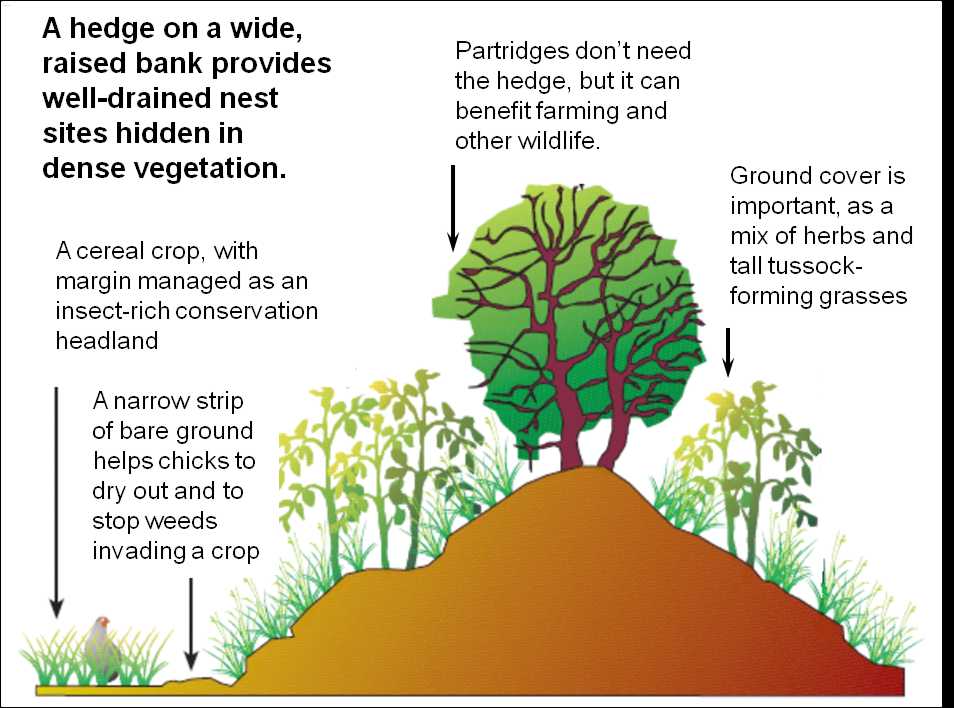 The profile of a field boundary with habitat for partridge nests (© GWCT)