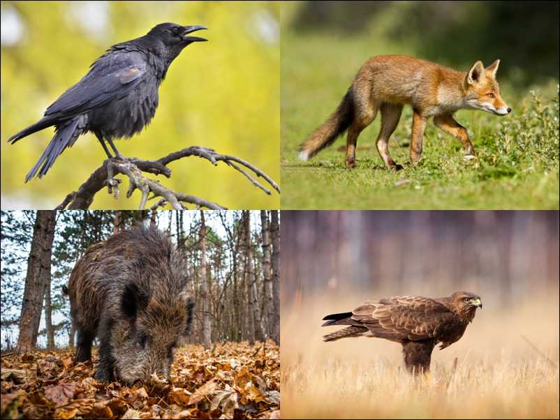 Kraai, vos, wild zwijn en buizerd (shutterstock.com)